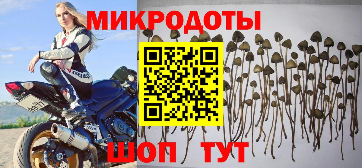 Псилоцибиновые грибы Psilocybe  где продают наркотики  Апатиты 